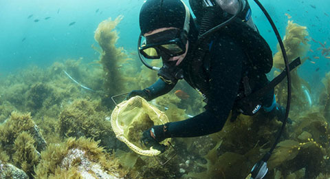 photo of a diver collecting species under water