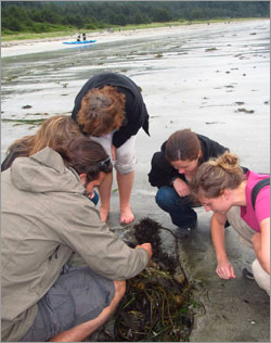 students looking at kelp on the beach
