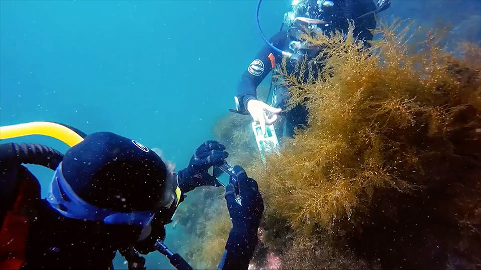 divers documenting invasive kelp